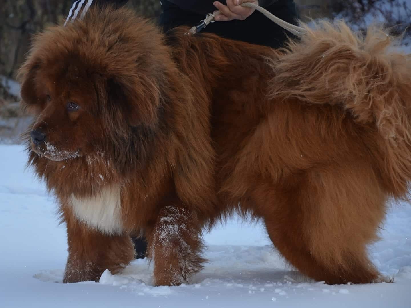 Mastim tibetano - Conheça o cachorro da alta classe