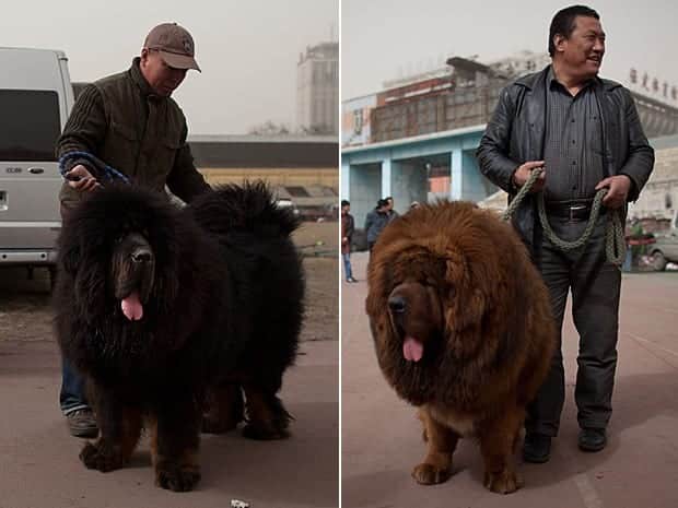 mastin tibetano cachorro