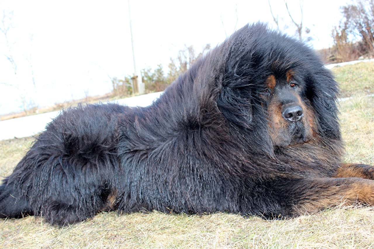 Mastim tibetano - Conheça o cachorro da alta classe