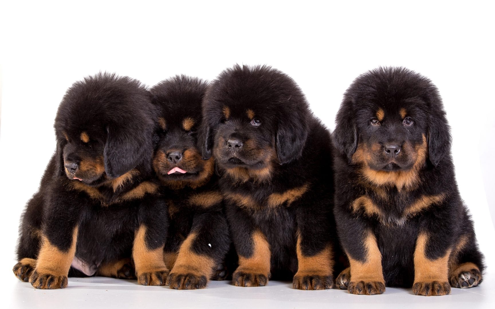 Mastim tibetano - Conheça o cachorro da alta classe