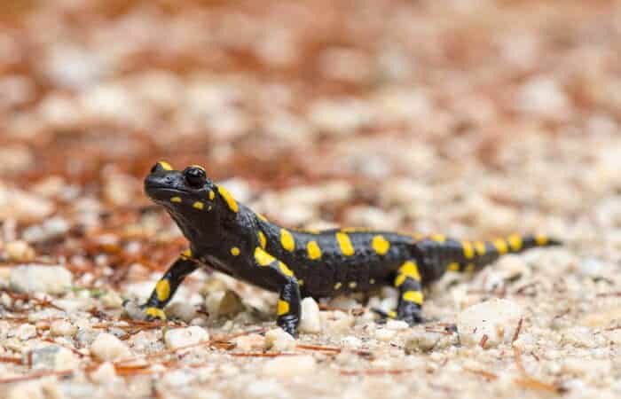 Salamandra- Características, tipos de espécies e curiosidades