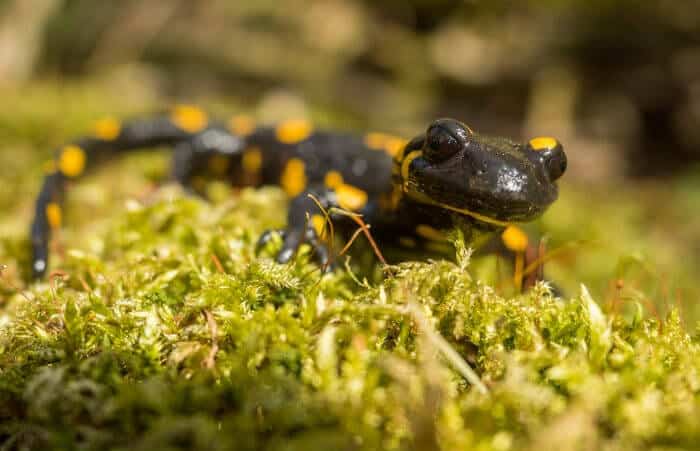 Salamandra- Características, tipos de espécies e curiosidades