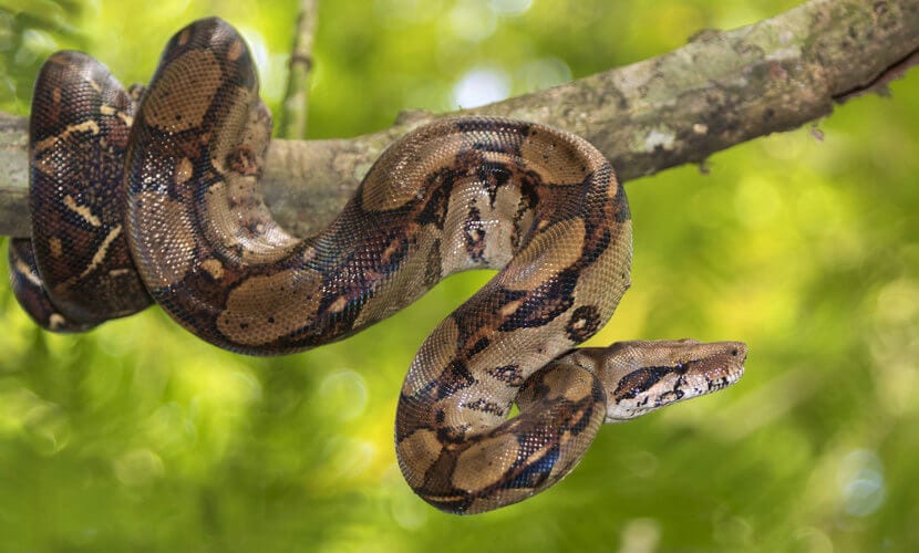 Jiboia - tudo o que você precisa aprender sobre a serpente