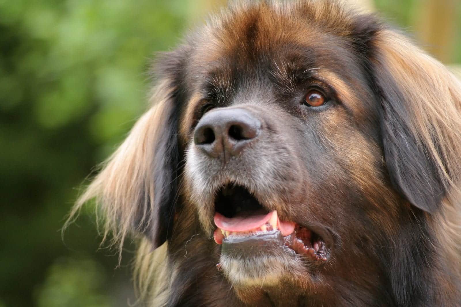 Maior raça de cachorro do mundo- Quais são, pontos positivos e negativos