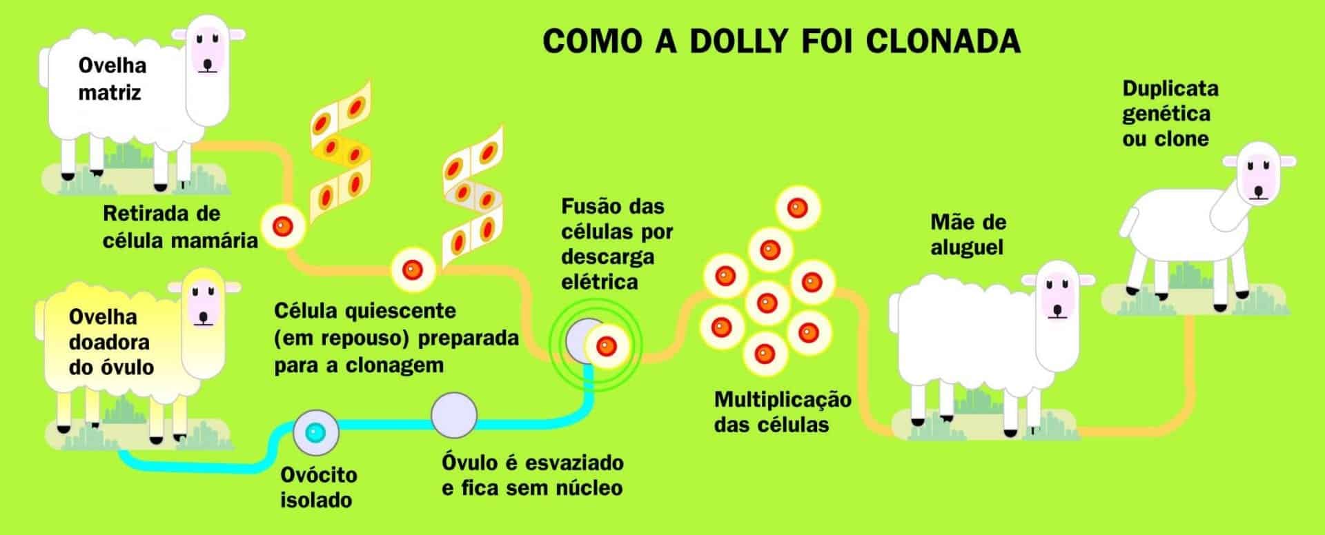Ovelha Dolly - Conheça o caso mais famoso de clonagem no mundo