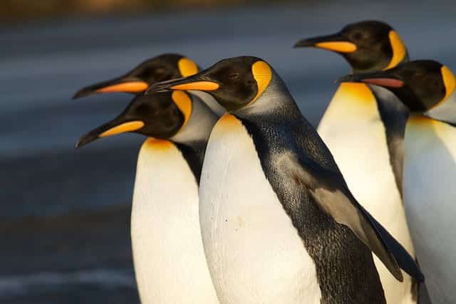 Pinguim - tudo o que você precisa saber sobre esse animal