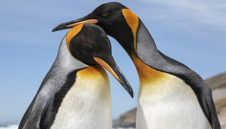 Pinguim - tudo o que você precisa saber sobre esse animal