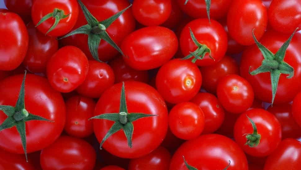 Tomate é fruta ou legume? Conheça os benefícios do alimento