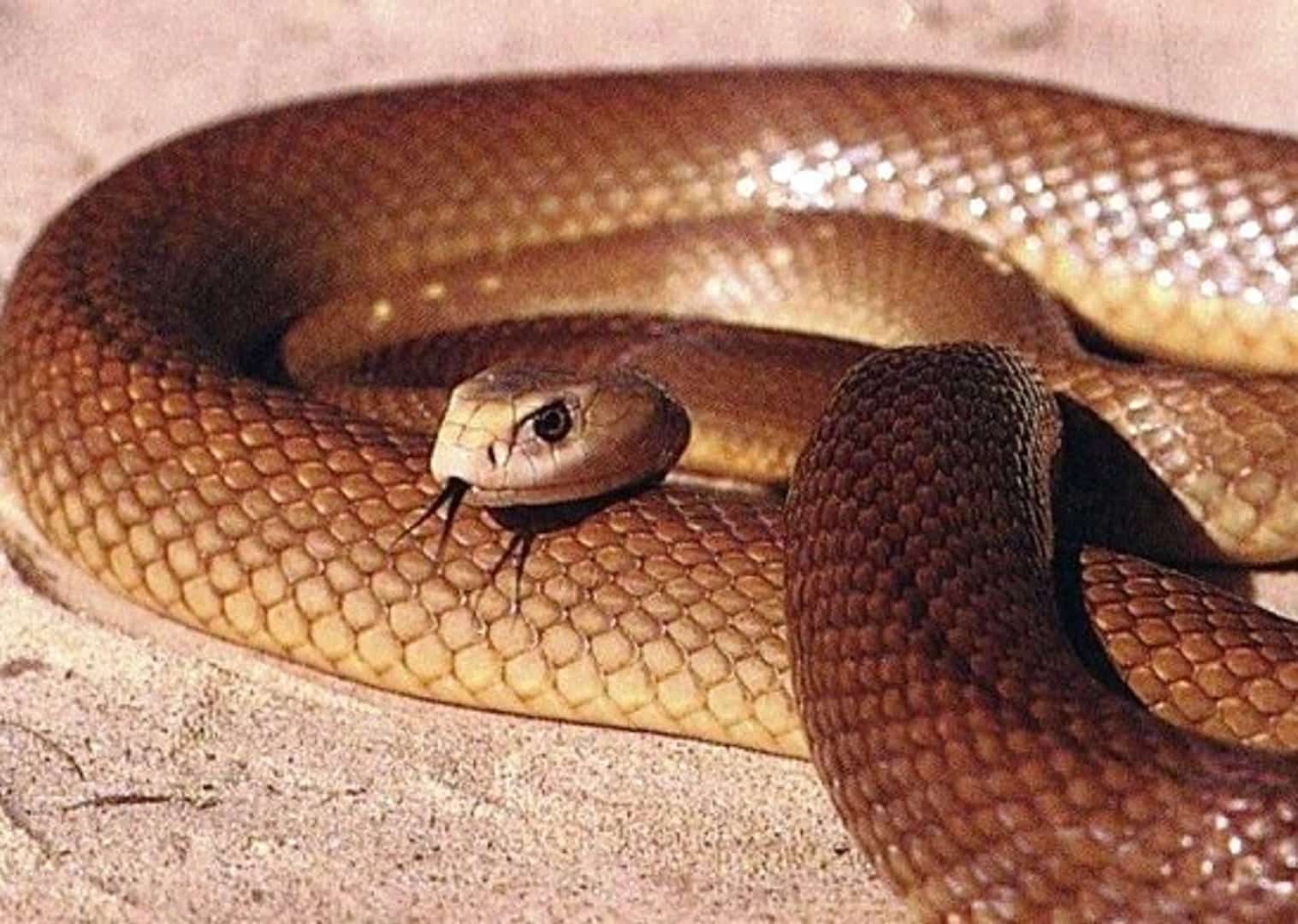 Afinal, qual é a cobra mais venenosa do mundo? E do Brasil?