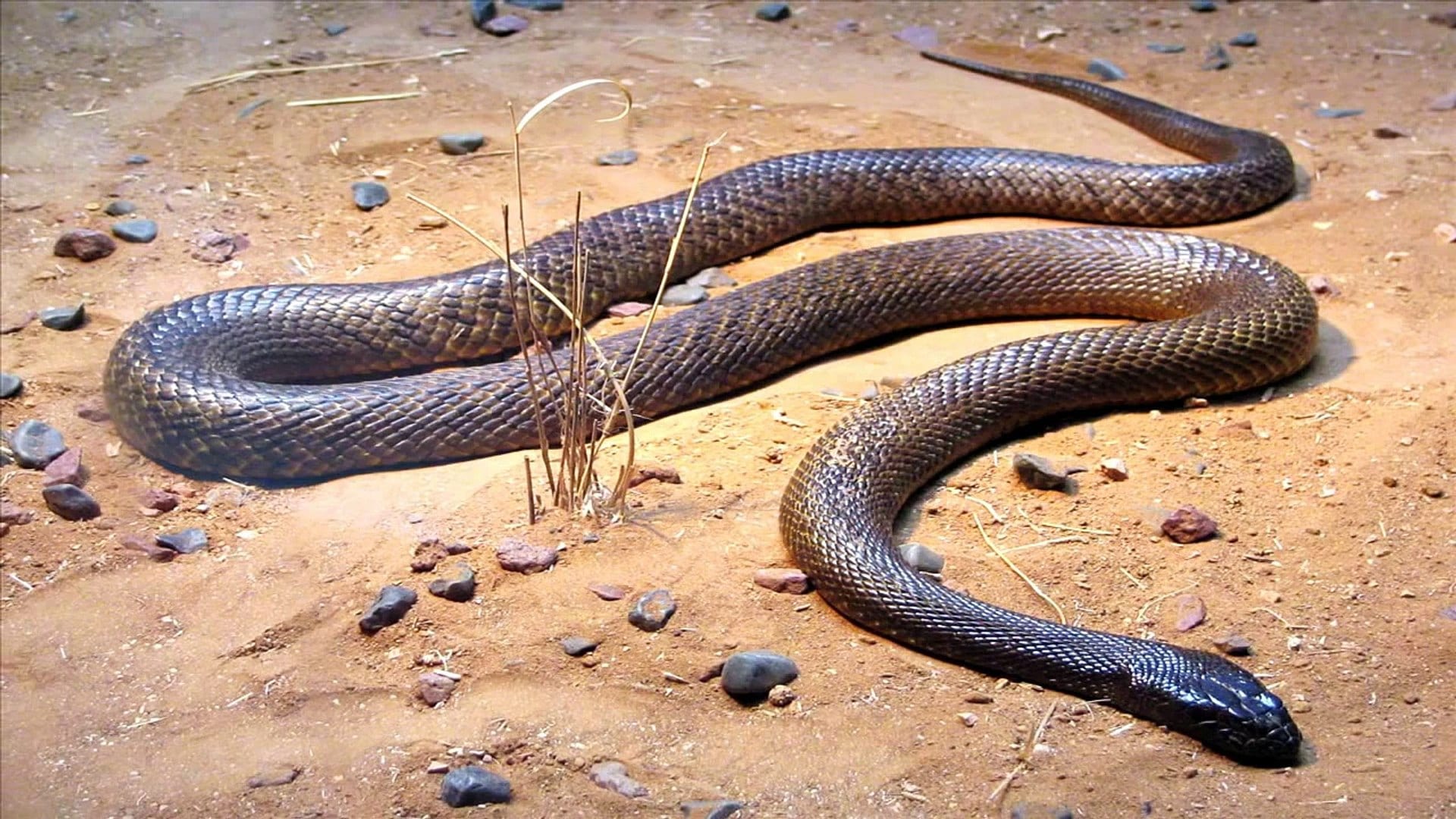 Afinal, qual é a cobra mais venenosa do mundo? E do Brasil?