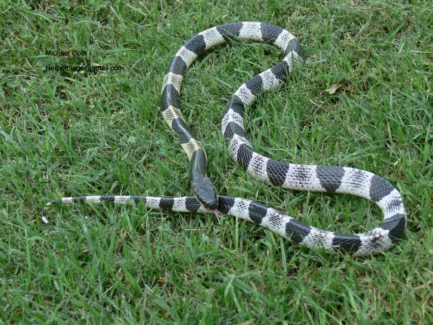 Afinal, qual é a cobra mais venenosa do mundo? E do Brasil?