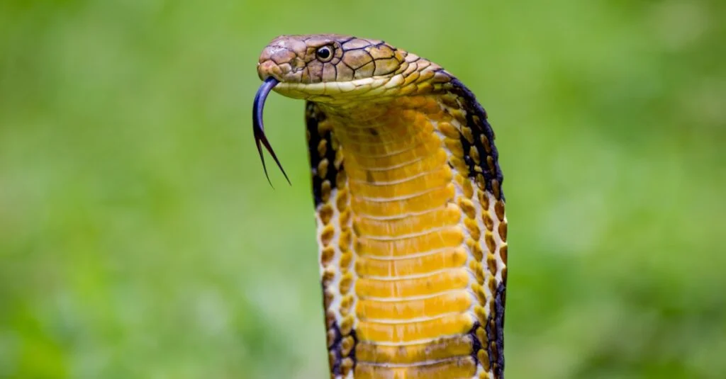 Uma cobra azul com gotas de água na cabeça