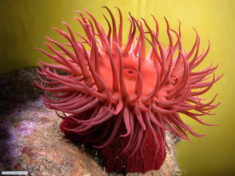 Anêmona-do-mar – O que é e quais as suas principais características