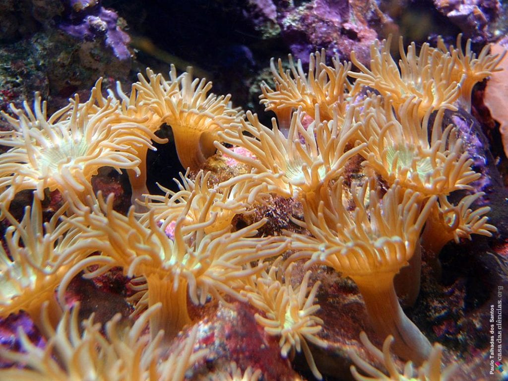 anemona de mar