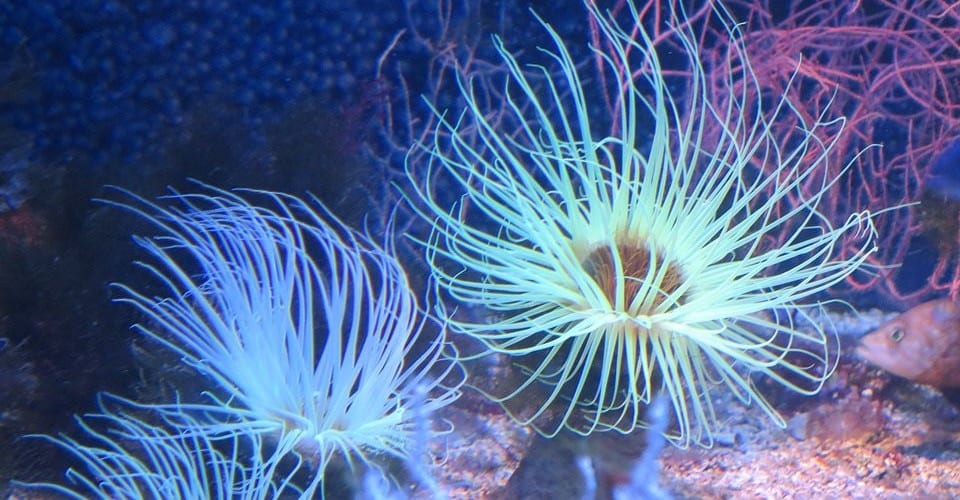 Anêmona-do-mar – O que é e quais as suas principais características