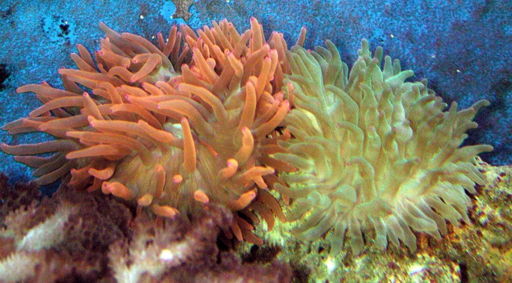 anemona de mar caracteristicas