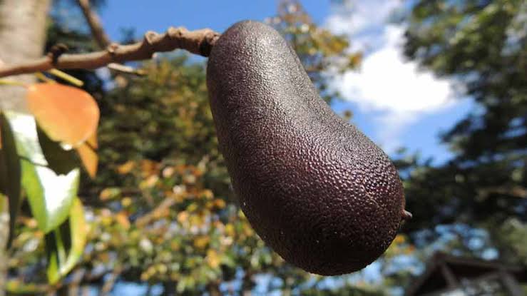 Frutos do Cerrado - Conhea e saiba um pouco sobre os frutos do Cerrado