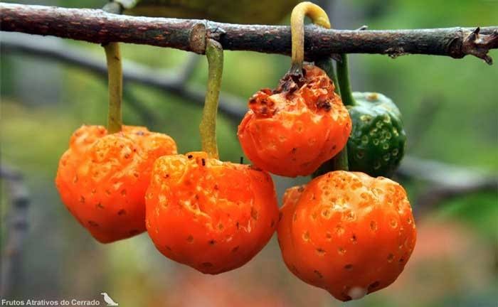 Frutos do Cerrado - Conheça e saiba um pouco sobre os frutos do Cerrado