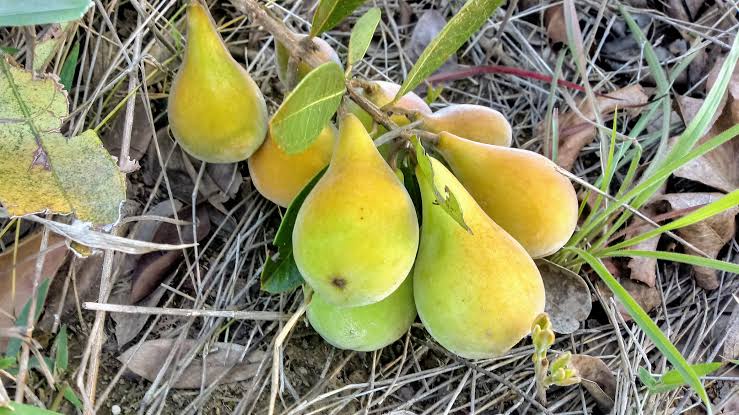 10 Frutas típicas do cerrado - ABRAFRUTAS