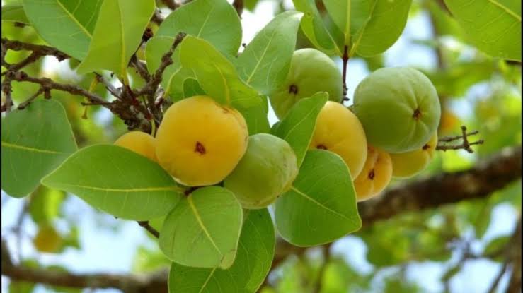 Frutos do Cerrado - Conheça e saiba um pouco sobre os frutos do Cerrado