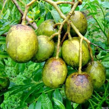 Frutos do Cerrado frutas típicas que você deveria conhecer