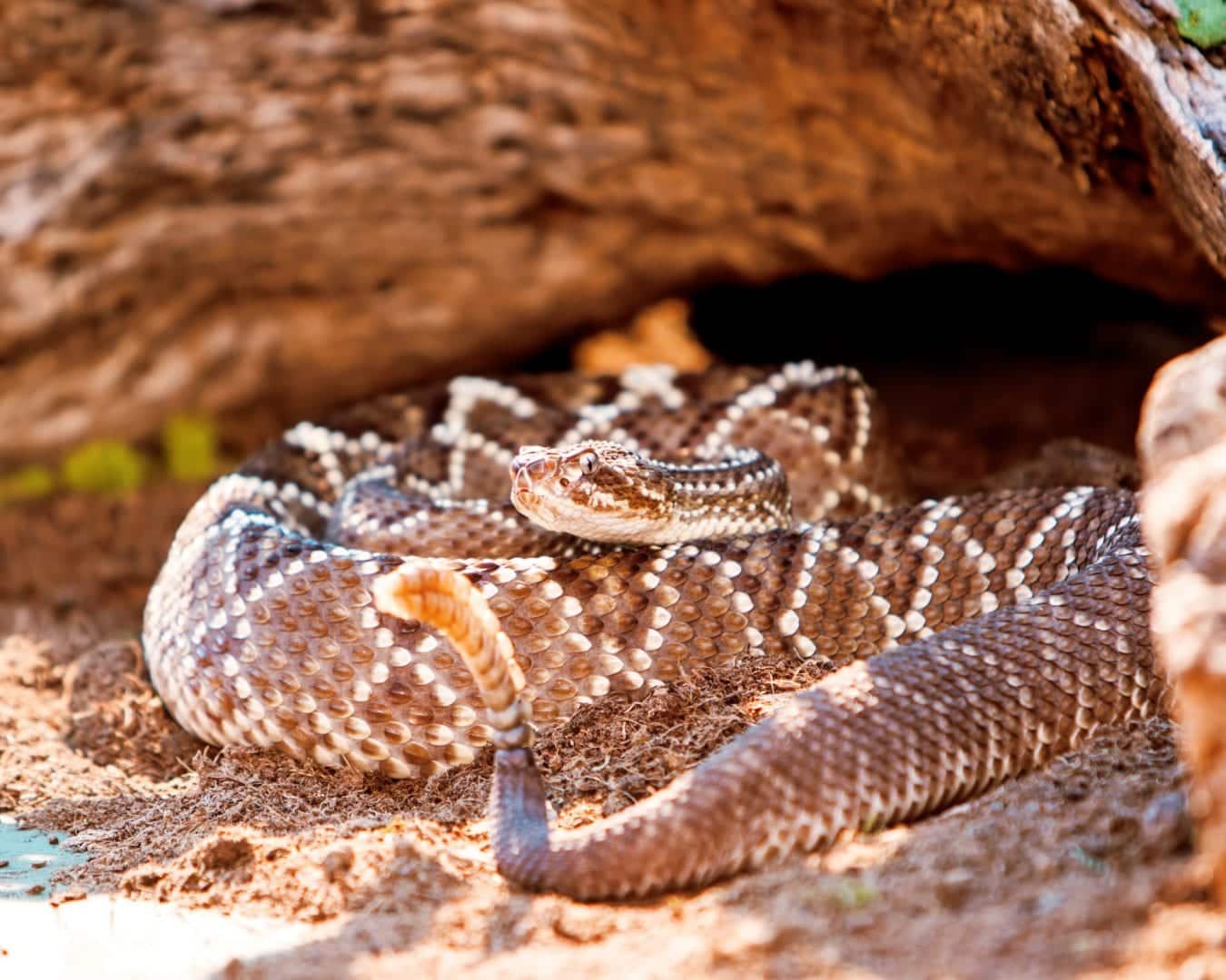 Víbora – Quais os perigos de ser picado por essa serpente venenosa?