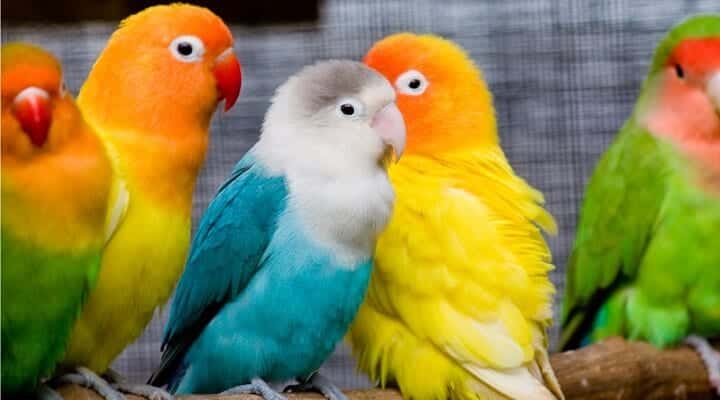 Agapornis - Conheça essa ave ideal para criar em sua casa