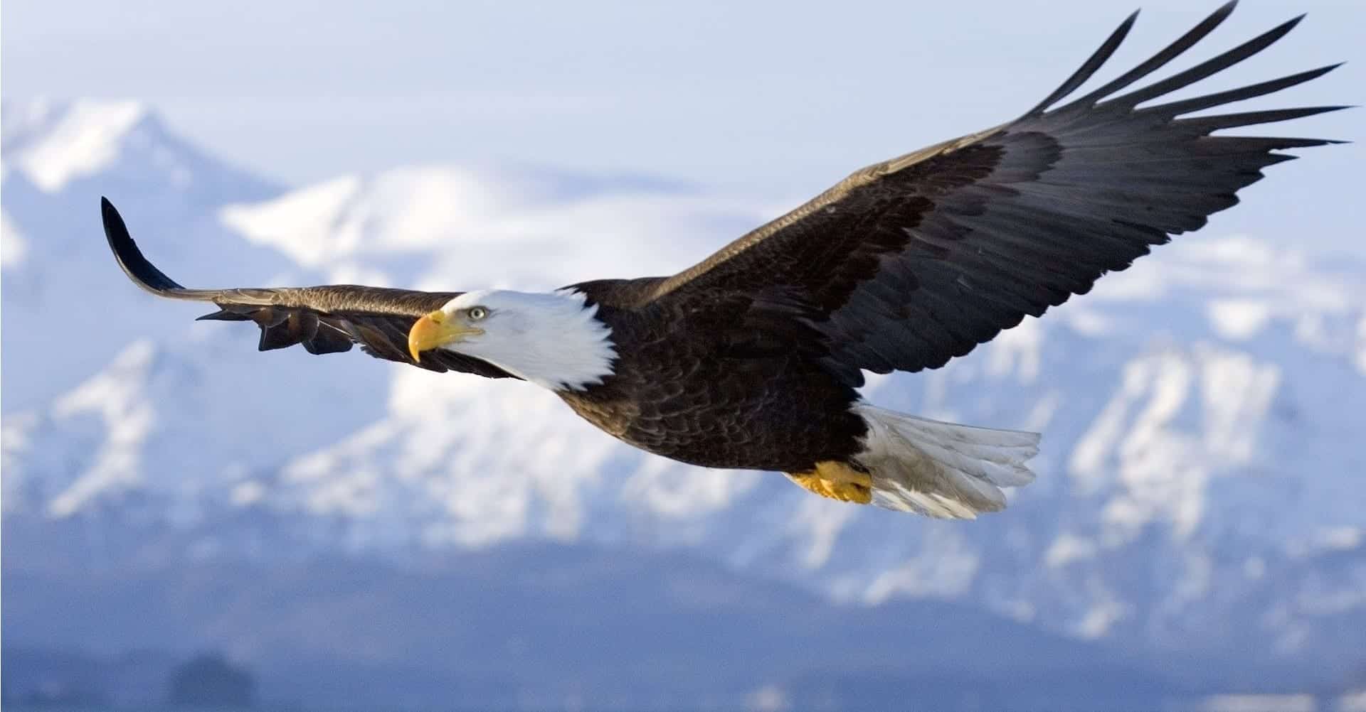 Águias - as imponentes aves que dominam os céus