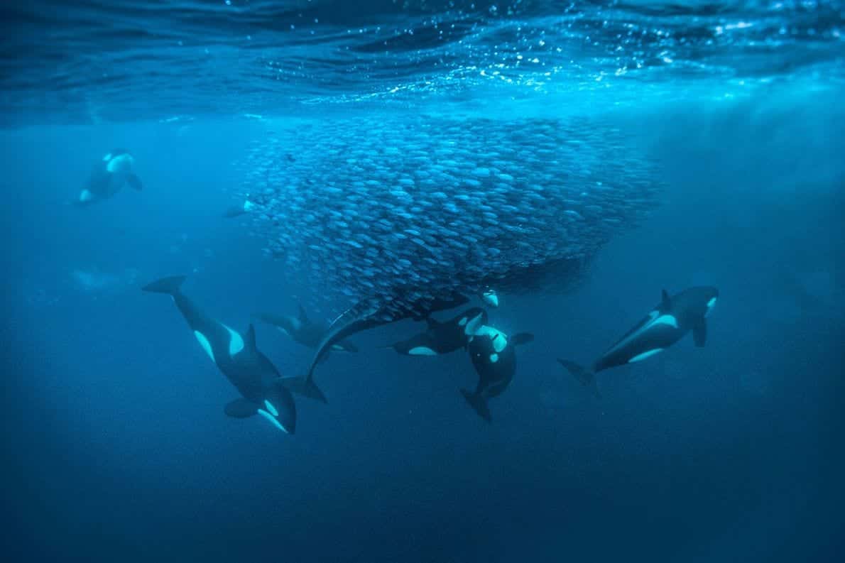 Baleia orca - características, como vivem e curiosidades