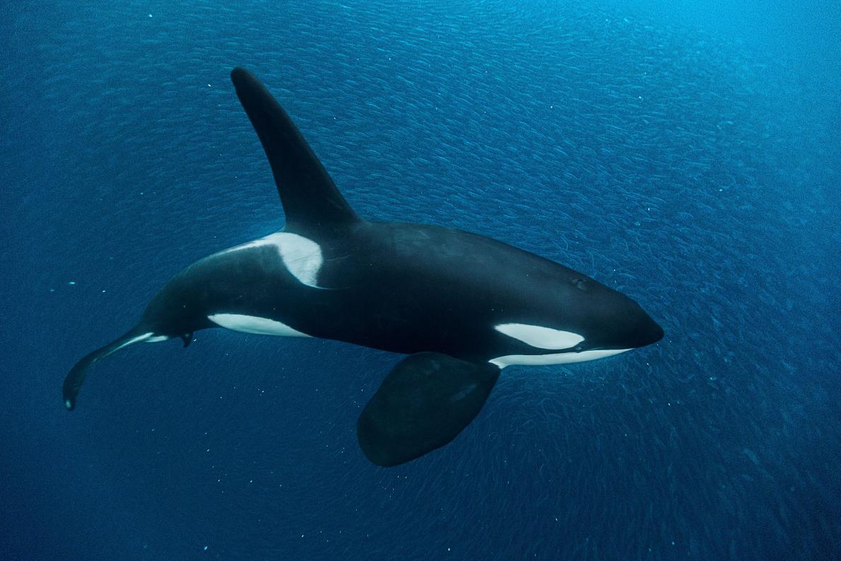 Baleia orca - características, como vivem e curiosidades