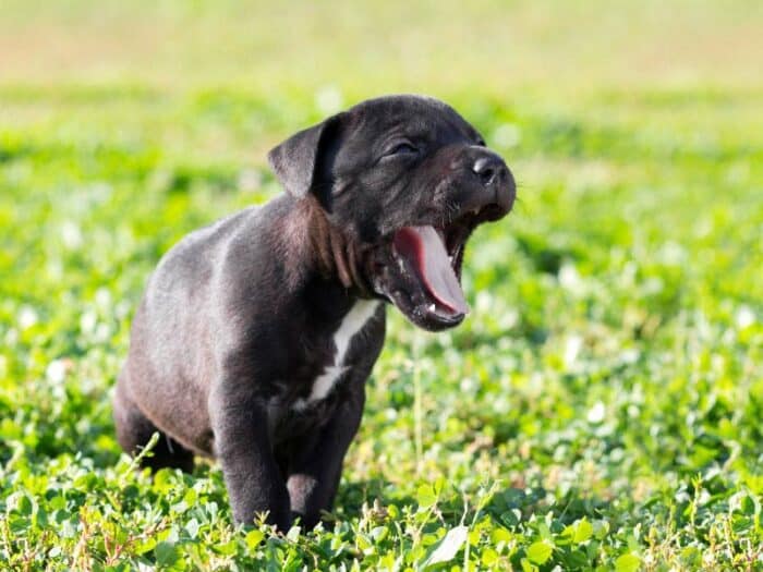 Cachorro vomitando: tipos de vômito, causas, sintomas e tratamento