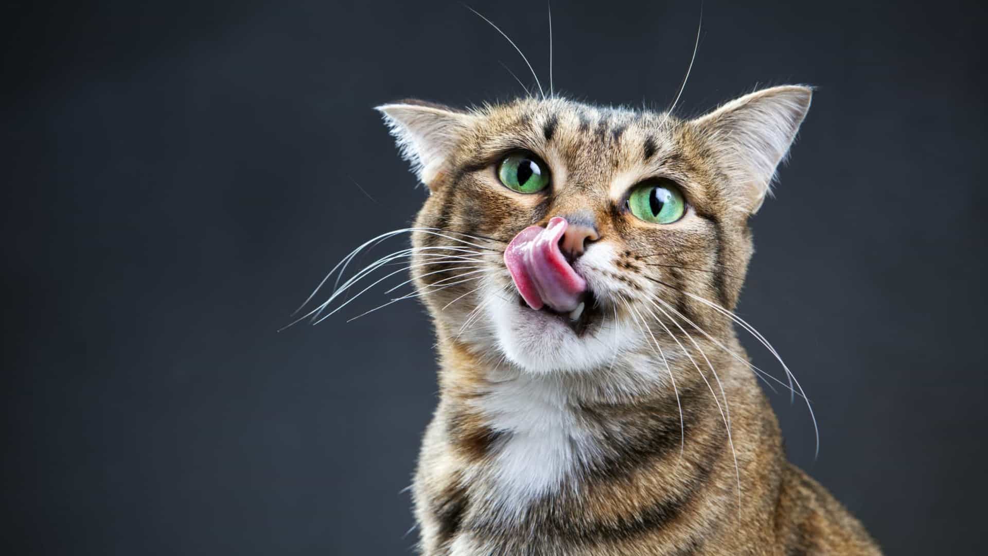 Catnip: você já ouviu falar na erva para gatos?