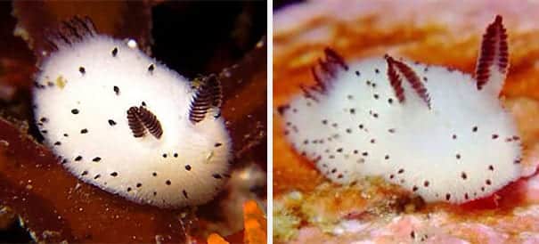 Coelhinhos do mar - o que são os animais que surpreenderam japoneses