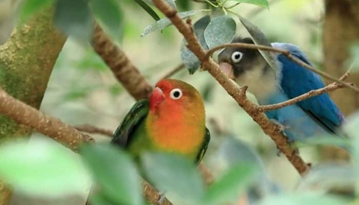 Como Criar Agapornis – Origem, espécies e curiosidades sobre a ave