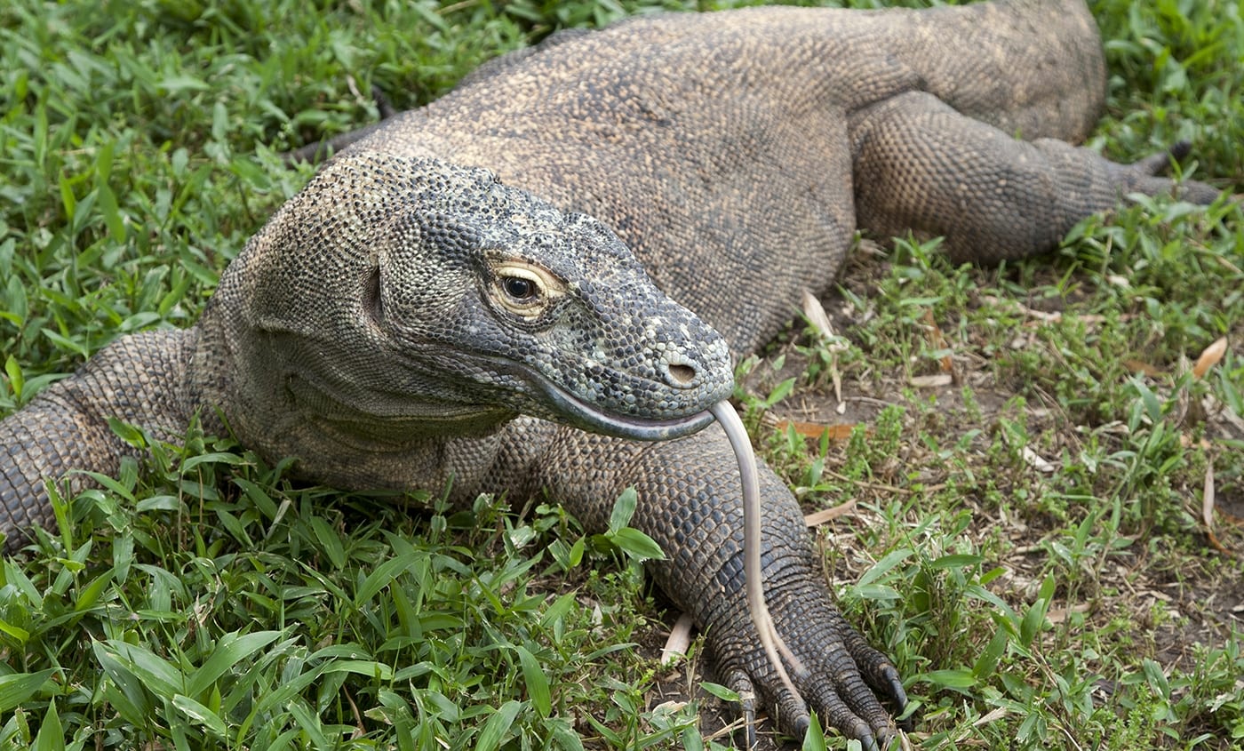 Dragão de Komodo - curiosidades sobre o maior lagarto do mundo
