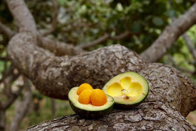Frutos do Cerrado –  21 frutas típicas da região que você deveria conhecer