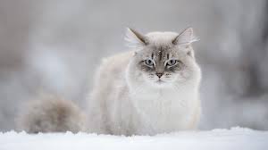 Gato Siberiano - Características e cuidados básicos para a raça