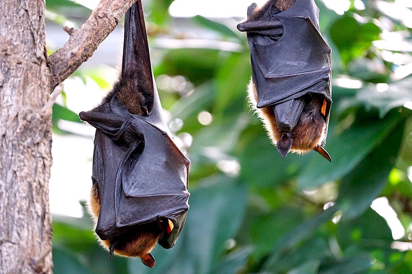 Morcego - quais os hábitos e o que tem a ver com a transmissão de doenças