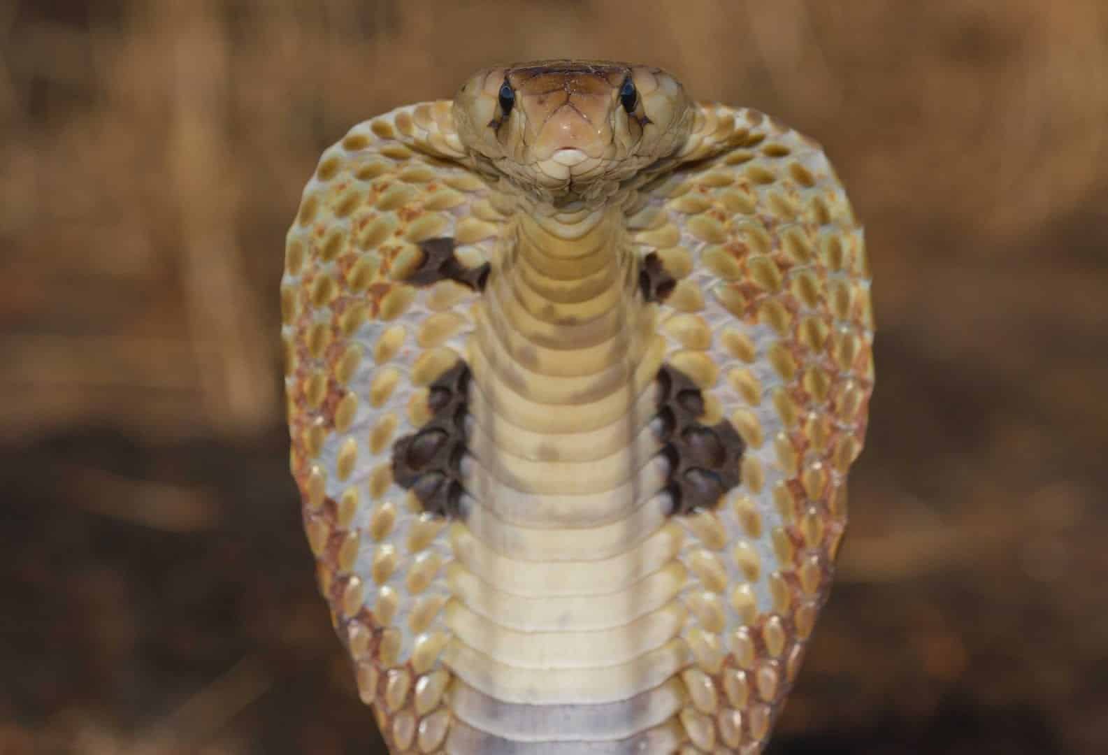Naja - como vivem e principais características da espécie de cobra
