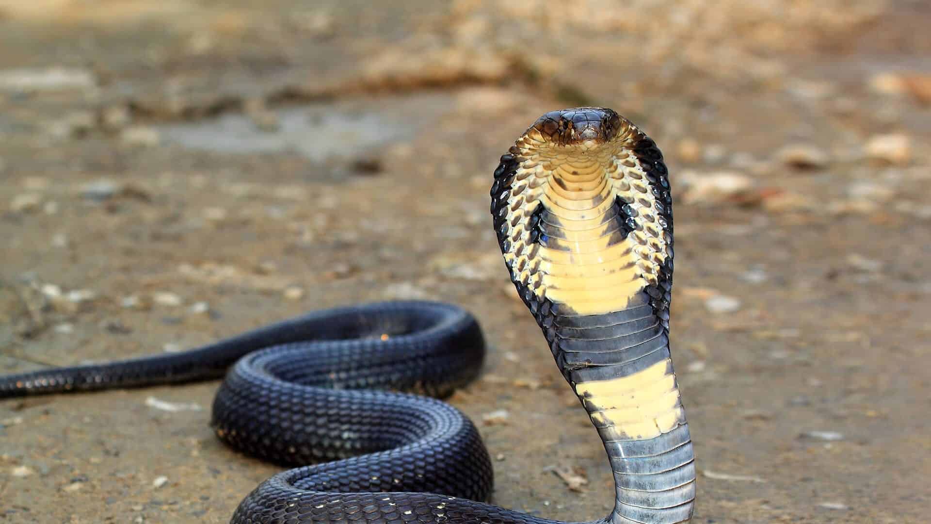 Cobras: qual é a origem desses animais?