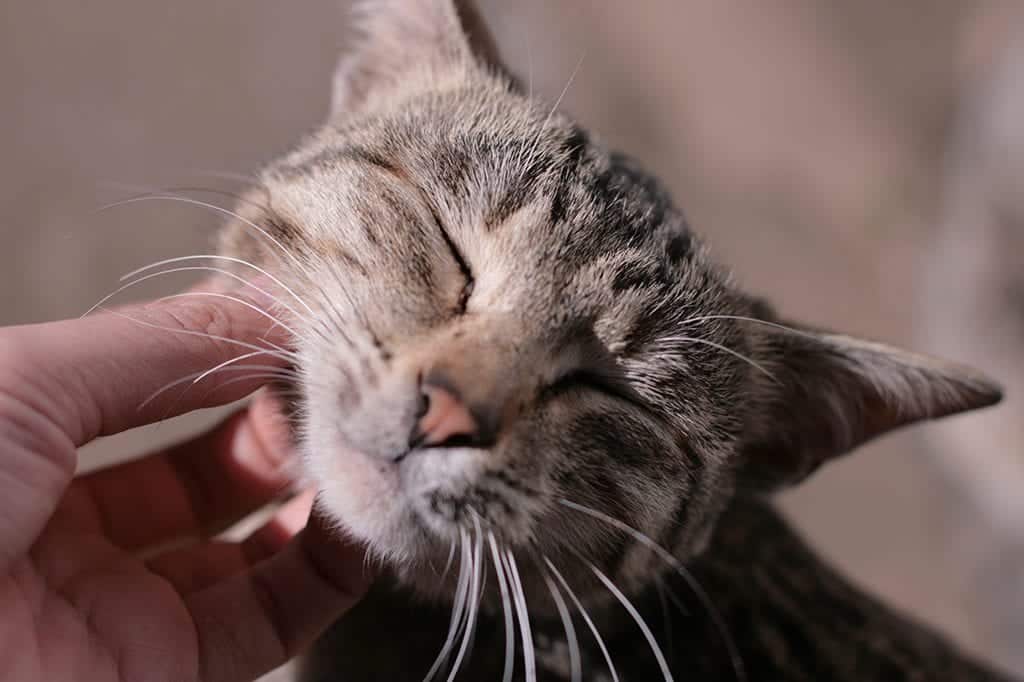 Saiba como escolher nomes para gato branco