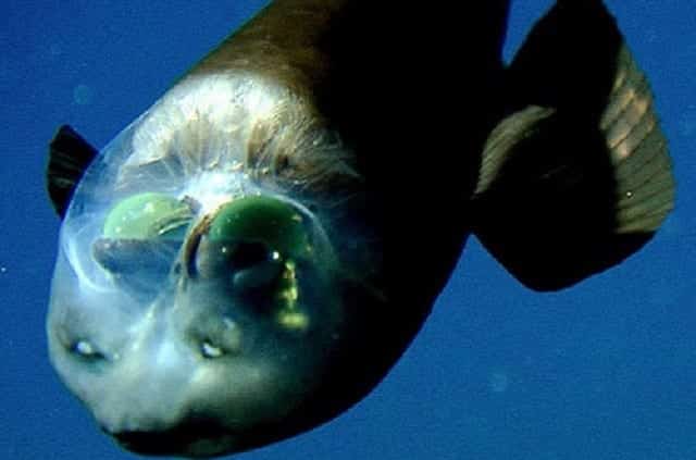 Peixes mais feios do mundo - 20 peixes que te deixarão arrepiado
