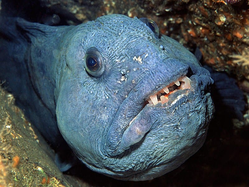 Peixes mais feios do mundo - 20 peixes que te deixarão arrepiado