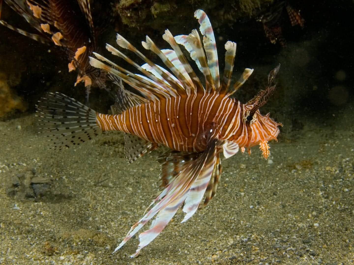 Peixes mais feios do mundo - 20 peixes que te deixarão arrepiado