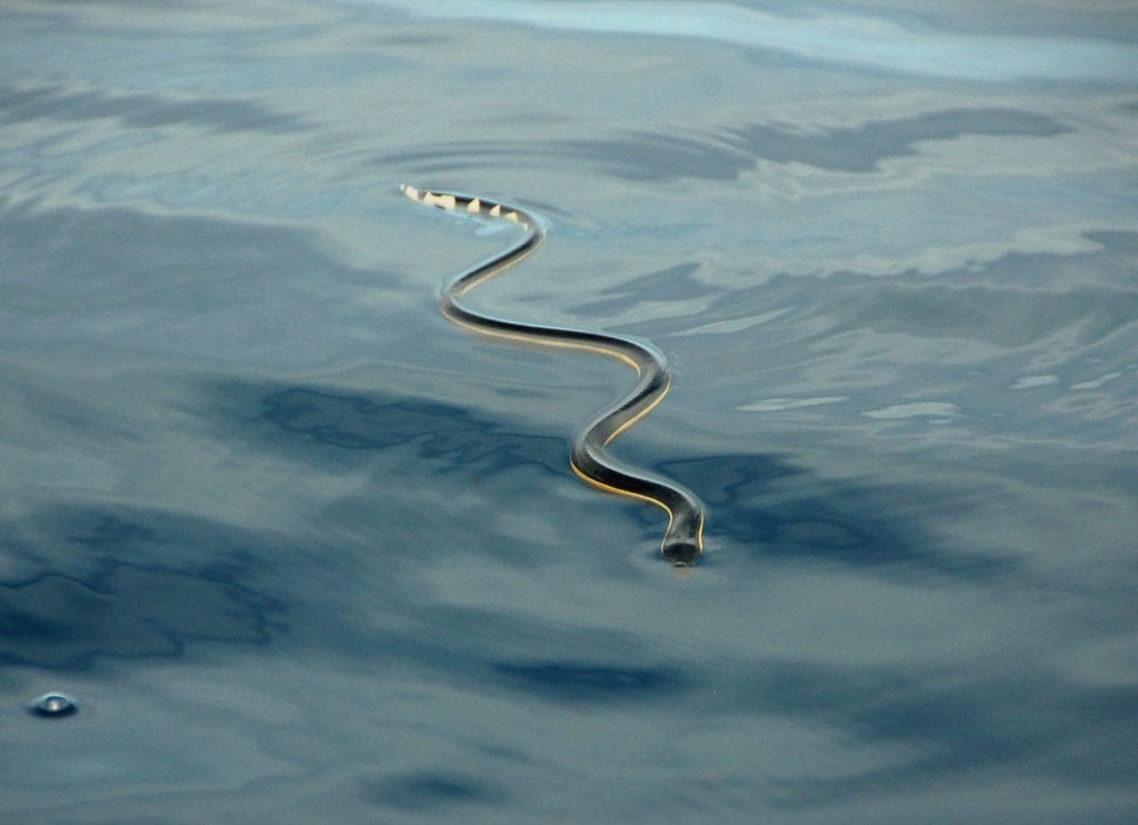 Serpentes Marinhas: onde vivem e como são.