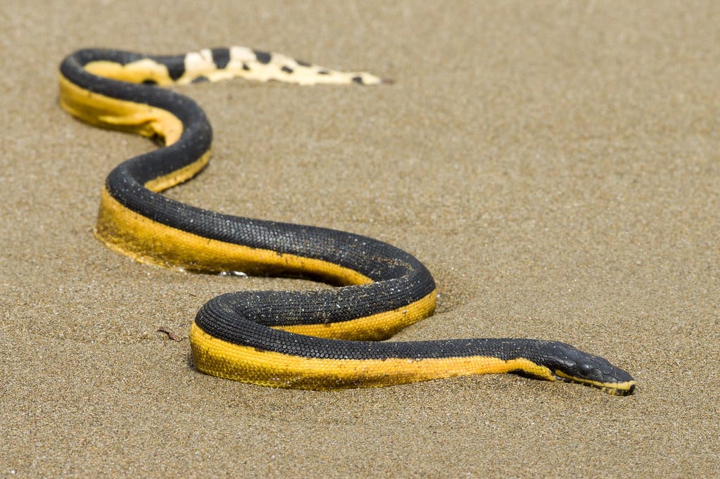 Serpentes Marinhas: onde vivem e como são.
