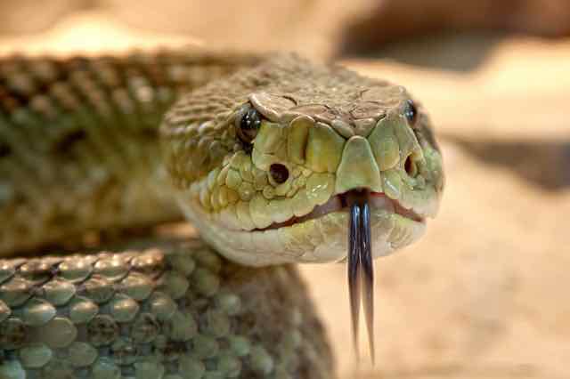 Cobra cascavel - como vive uma das cobras mais venenosas do mundo