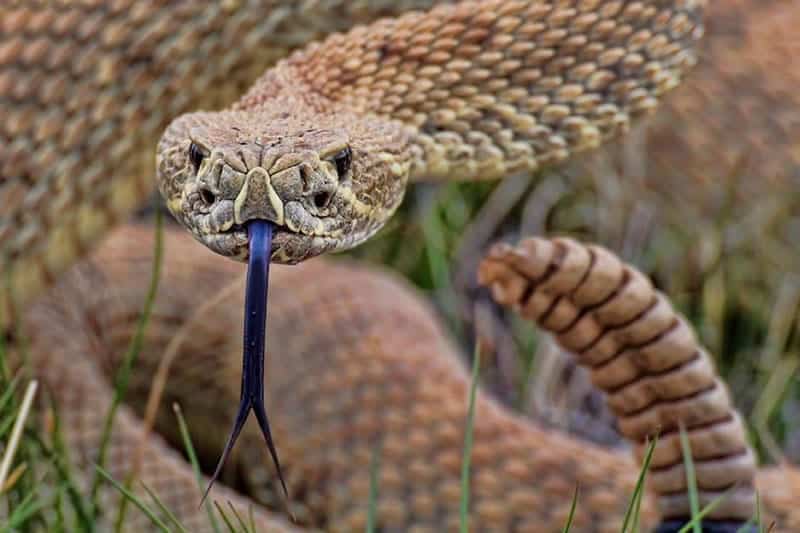 Cobra cascavel - como vive uma das cobras mais venenosas do mundo