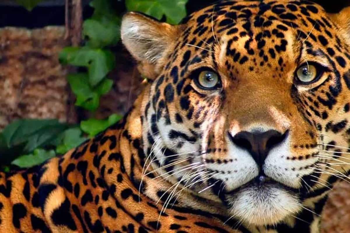 Conheça 15 dos mais famosos animais da Amazônia