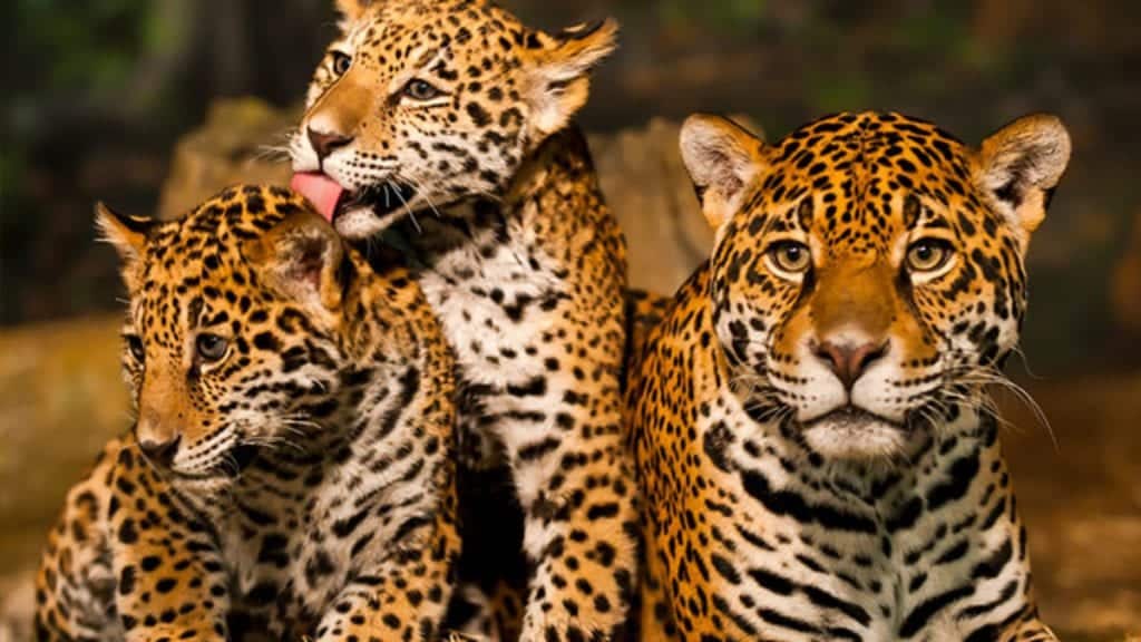 Animais da Amazônia mais famosos e exóticos da floresta